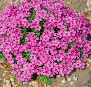 Aslapu floksis 'Zwergenteppich'